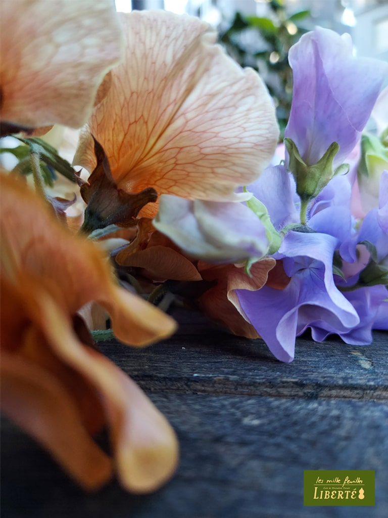 季節の花 「門出を祝う花 スイートピー」